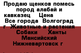 Продаю щенков помесь пород алабай и кавказец. › Цена ­ 1 500 - Все города, Волгоград г. Животные и растения » Собаки   . Ханты-Мансийский,Нижневартовск г.